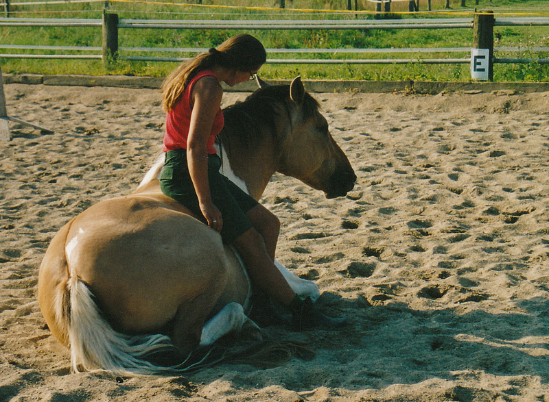 Trias Reittherapie - » Die Pferde